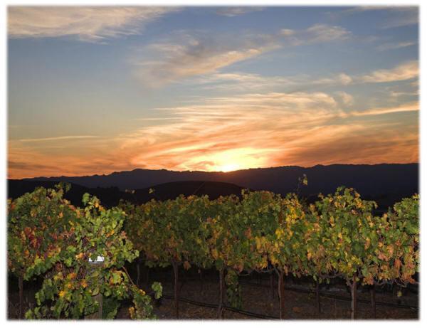The Eden House Vineyard Hotel Templeton Eksteriør billede